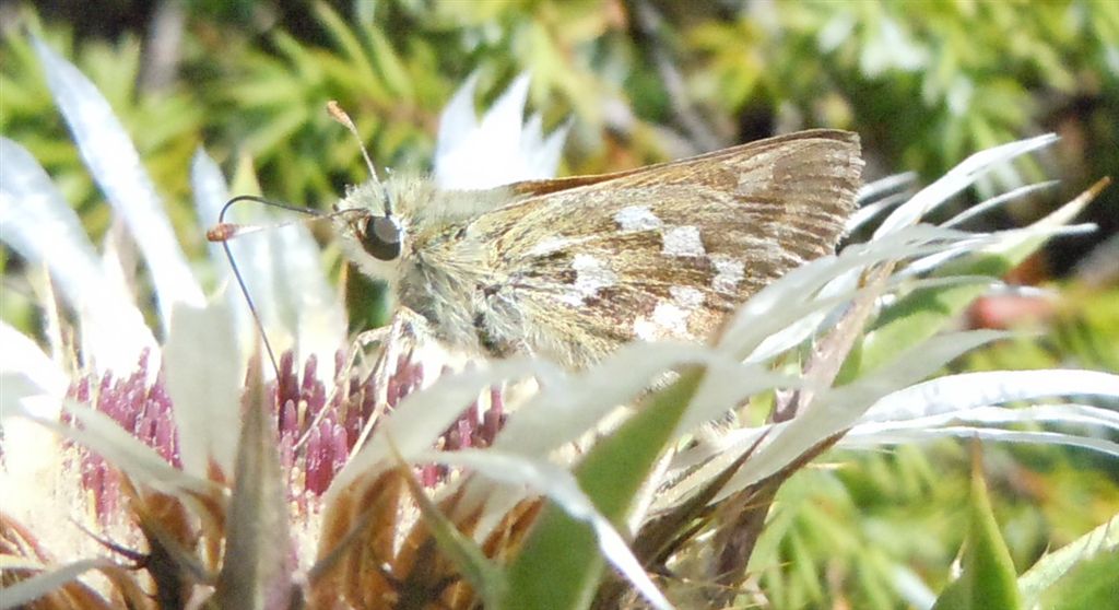 Hesperia comma?